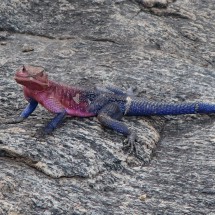 Colorful Lizard